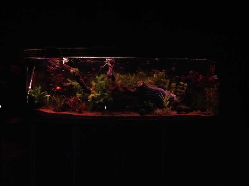 je me présnte et mon aquarium Img_0220