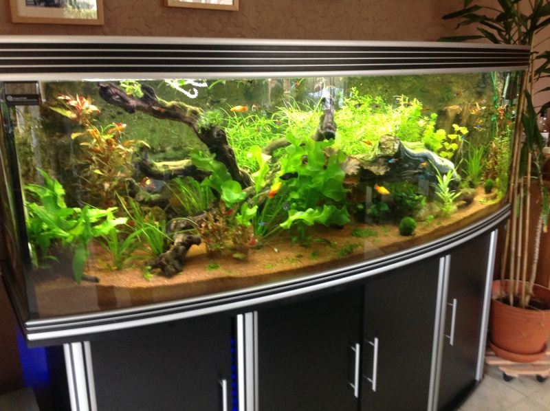 je me présnte et mon aquarium Img_0224