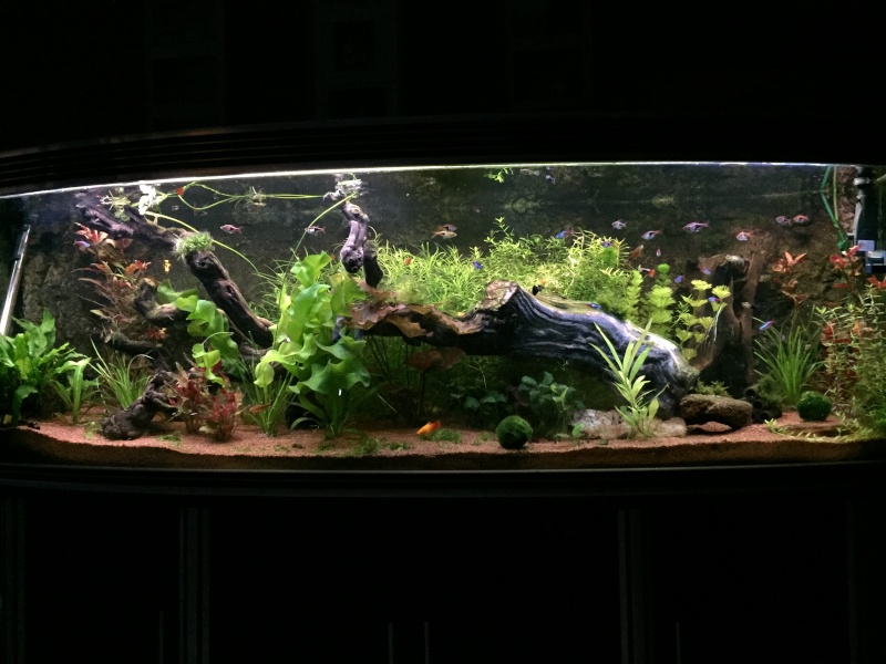 je me présnte et mon aquarium Img_0510