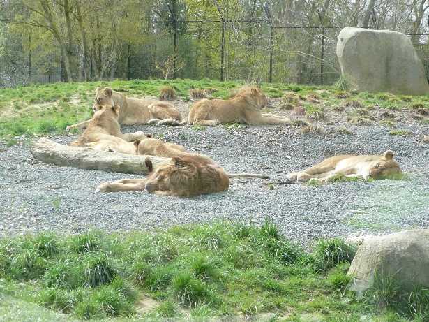Zoo de paris / Avril 2016 Des_li10