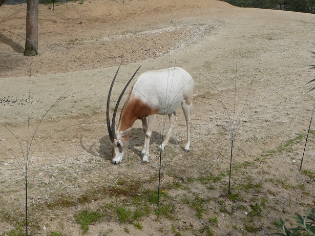 Zoo de paris / Avril 2016 Oryx10