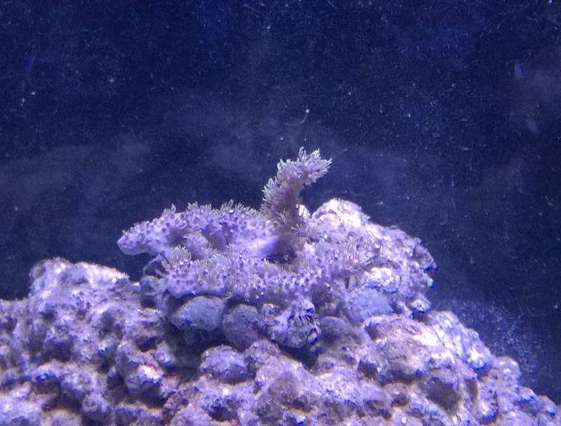 Quel est ce corail Wp_20110