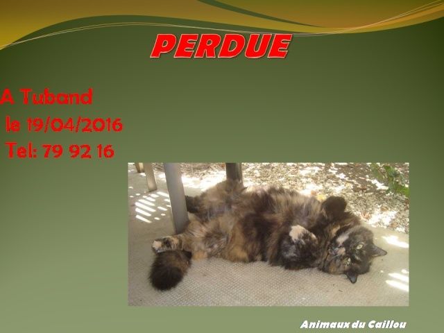 PERDUE chatte angora noire beige agée à Tuband le 19/04/2016 13062410