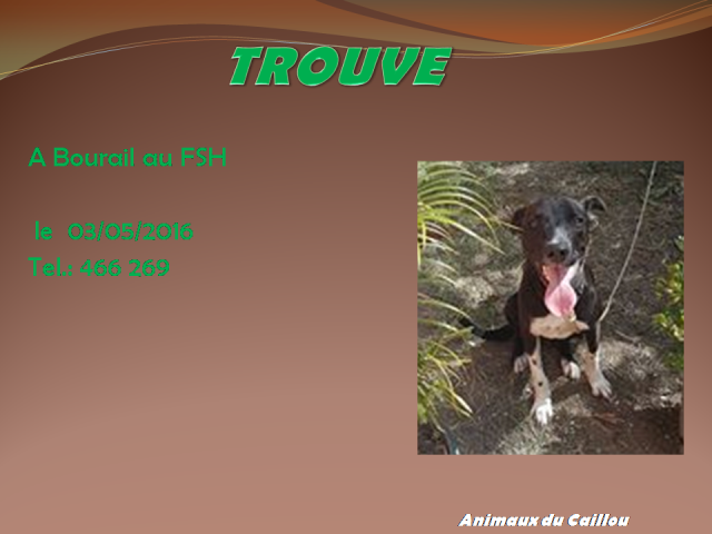 TROUVE chien jeune mâle pitt marron foncé blanc poitrail à Bourail le 03/05/2016 13139310
