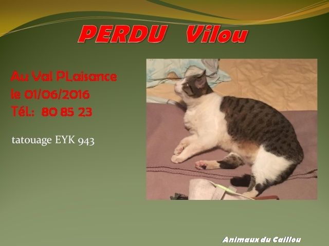 plaisance - PERDU VILOU chat tigré et blanc tatoué à Val plaisance le 01/06/2016 13342810