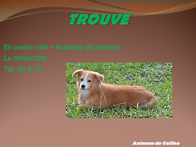 TROUVE petit chien marron feu en centre ville auberge de jeunesse le 01/04/2016 2014mm10