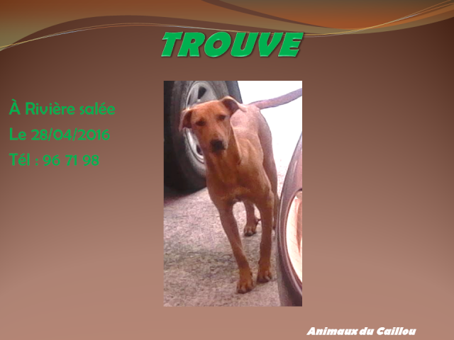 TROUVE grand chien marron sans collier à Rivière salée 2014mm12