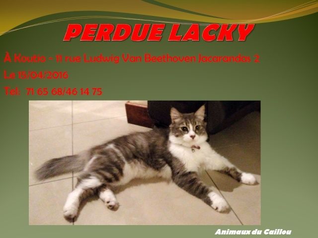PERDU LACKY chatte tigré et blanche poils longs stérilisée à Koutio, Jacarandas 2 le 13/04/2016  2014mm27