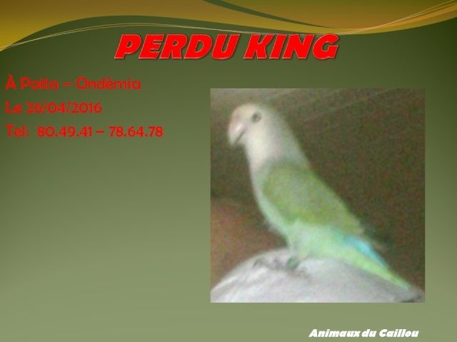 PERDU KING oiseau EAM vert blan bleu à Paita ondémia le 26/04/2016 2014mm37
