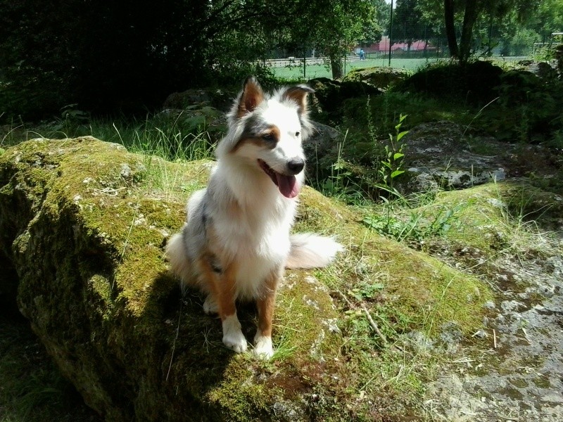 Je me présente moi c'est Edwige et ma chienne s'appelle Cokine  20140610