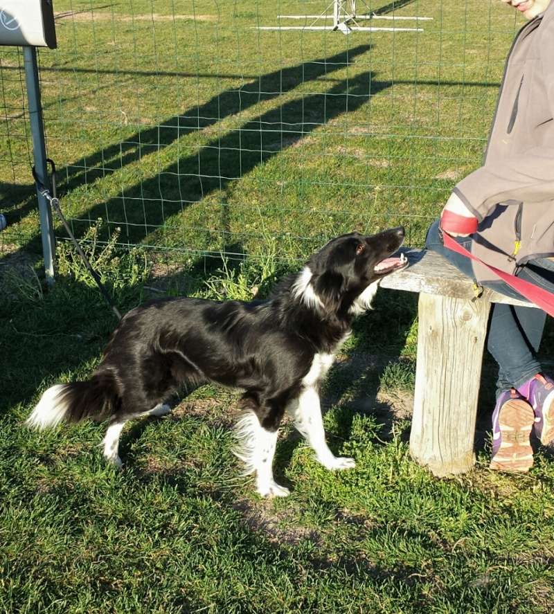 border - Et voici Indie, border collie - Page 10 20160310