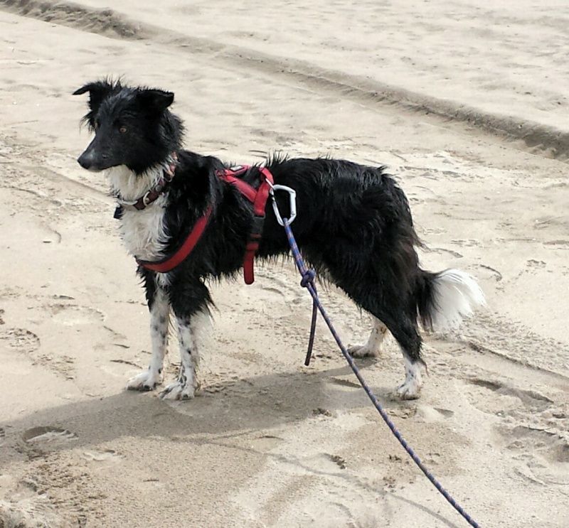 border - Et voici Indie, border collie - Page 10 20160316