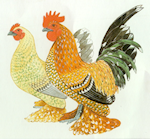 Les races de poules d'autres origines Avat10