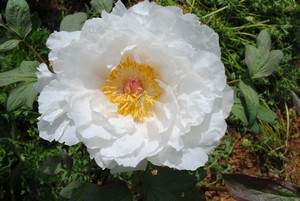 Le réveil des pivoines ......... - Page 3 2016_p10