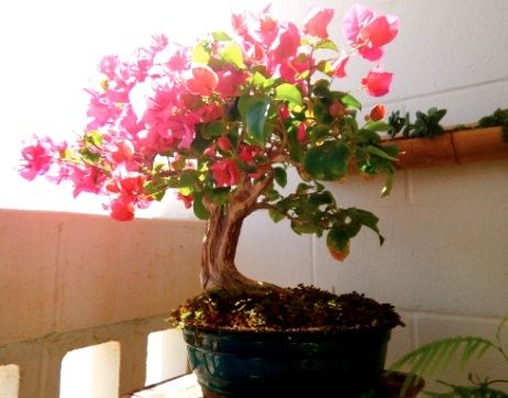 bougainvillea progression couple years Screen10