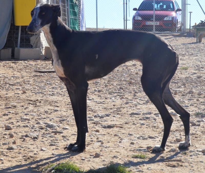 Ariel, princesse noire au coeur brisé ADOPTEE Ariel210