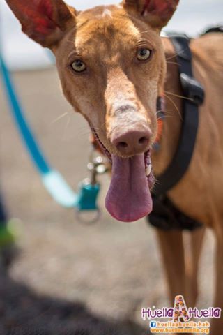 FLECHA Podenca Canario âgée de 2 ans ADOPTEE en Norvege  Fletch20