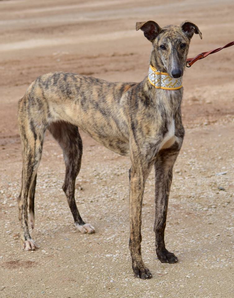 LANA galga née en mai 2015 ADOPTEE Lana410