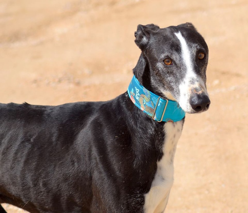 MARCONI Galgo né en juillet 2011 Marcon11