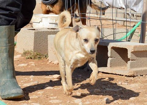 RITA Croisée née en juin 2011 ADOPTEE Rita10