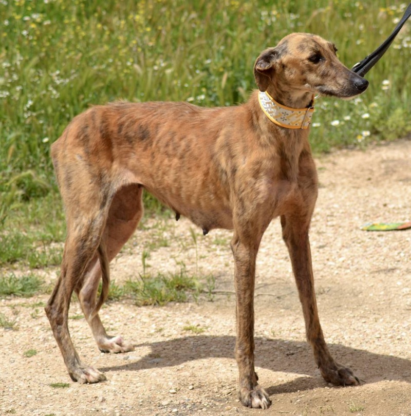 SANDRA galga née en mai 2014 Sandra15