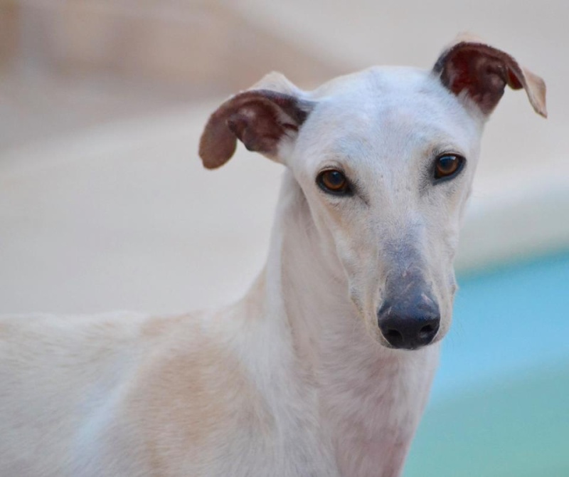 TEQUILA galgo né en juin 2015 ADOPTE autre asso Tequil10