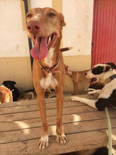 WIND , podenco tendresse 3 ans /  en accueil Wind310