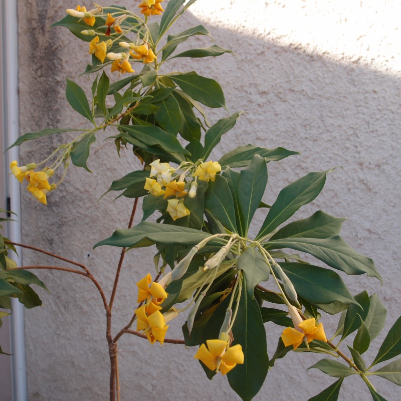 Hymenosporum flavum sous nos latitudes P4280710