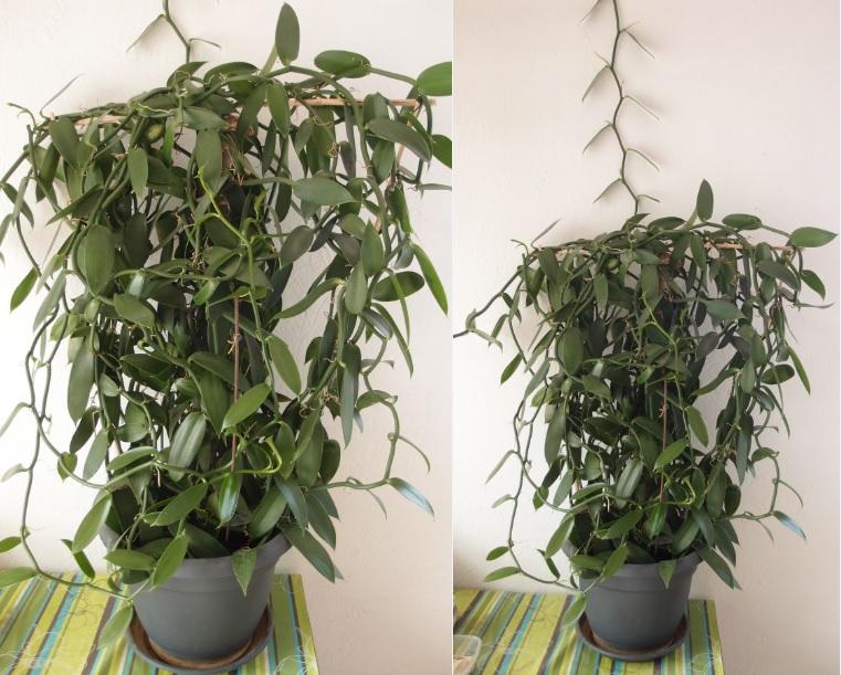 Culture et Entretien de la Vanilla Planifolia - Page 5 Vanill10