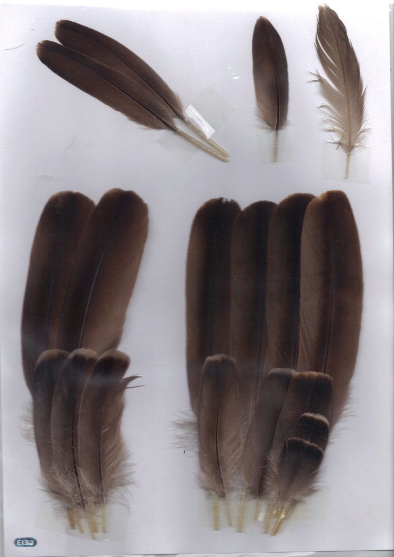 Ma collection de plumes Bernac15