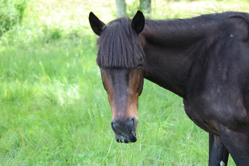 Harmonie double ponette, 22 ans en FA chez Valérie B  13275610