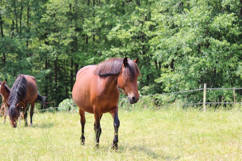 Sybelle double ponette, 9 ans, à adopter ! 13330210