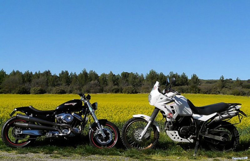 Harley Davidson Sportster 1200 Low Rider 1989 P1510316