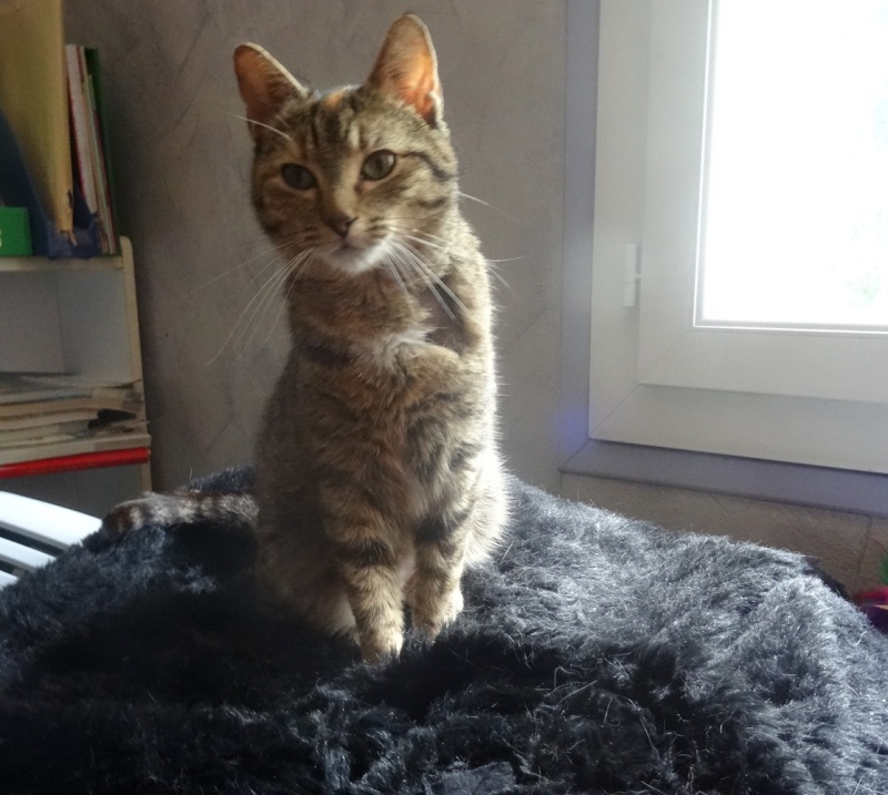 LIBERTÉ, européenne tortie tabby, 1 an , F  Libert17