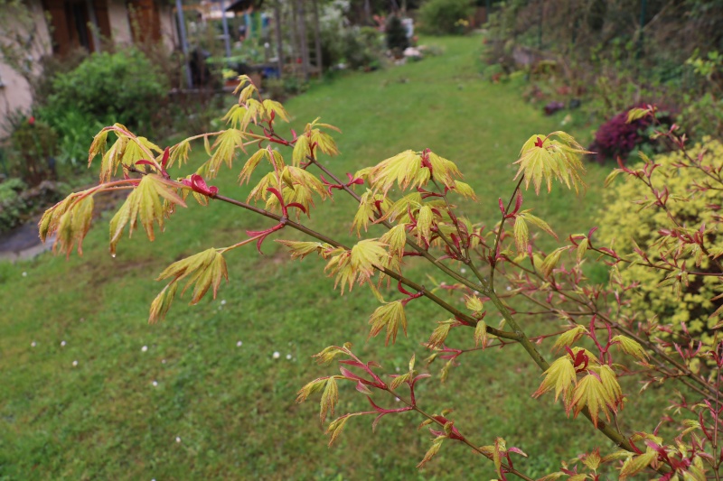 entrez chez chao le jardin est t'ouvert  - Page 20 Img_1941