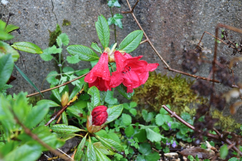 entrez chez chao le jardin est t'ouvert  - Page 24 Img_2720