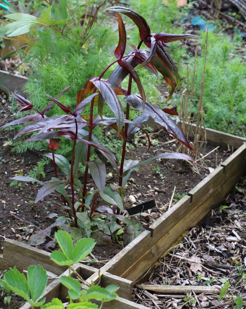 entrez chez chao le jardin est t'ouvert  - Page 30 Penste10