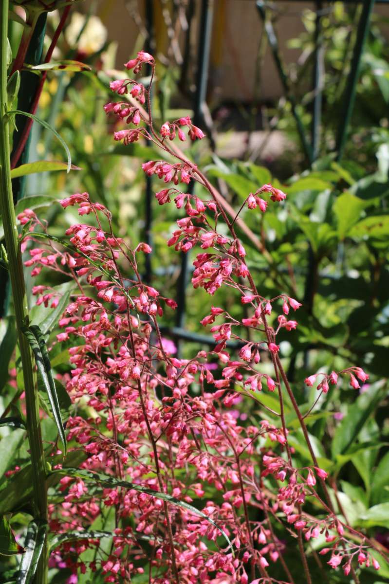 entrez chez chao le jardin est t'ouvert  - Page 34 Tuxpi160