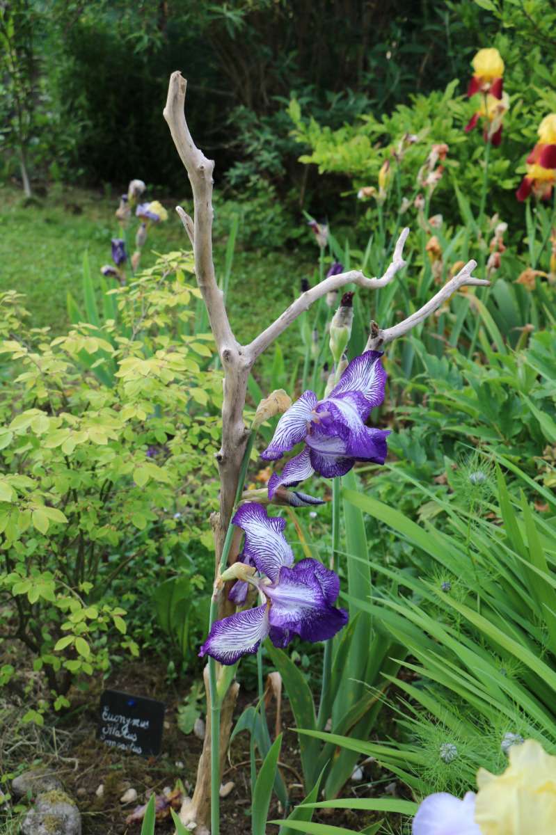 entrez chez chao le jardin est t'ouvert  - Page 35 Tuxpi163