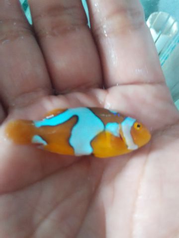 Nemo-nemo spesial @Mutiara Aquamarine 1_1310