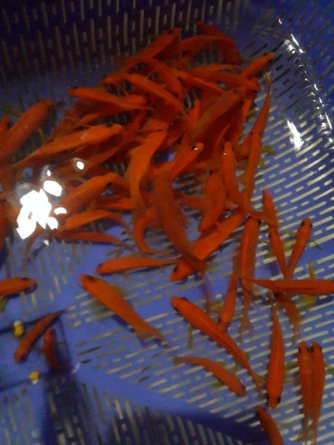 Stok ikan masuk MUTIARA AQUAMARINE 22 April 2016 FULL PIC 1_1311