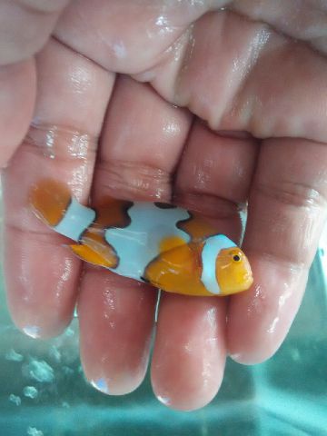 Nemo-nemo spesial @Mutiara Aquamarine 1_1410