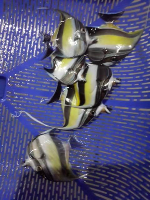 Stok ikan masuk MUTIARA AQUAMARINE 22 April 2016 FULL PIC 1_1411