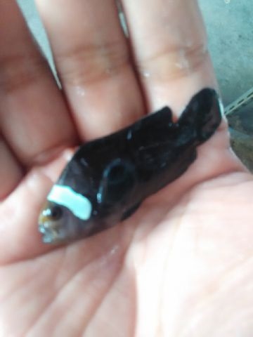 Nemo-nemo spesial @Mutiara Aquamarine 1_810