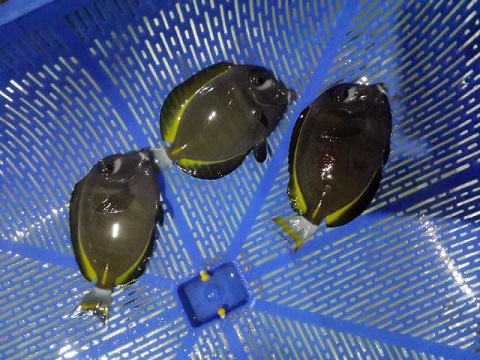 Stok ikan masuk MUTIARA AQUAMARINE 22 April 2016 FULL PIC 1_811