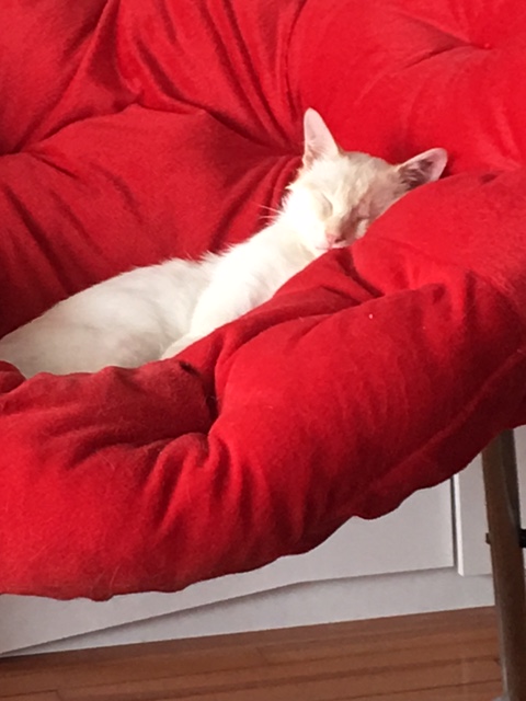 Lancôme, jeune chat mâle crème "red point", né en novembre 2015, EN DON LIBRE Img_0512