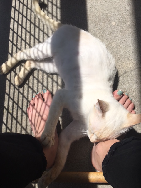 Lancôme, jeune chat mâle crème "red point", né en novembre 2015, EN DON LIBRE Img_0513
