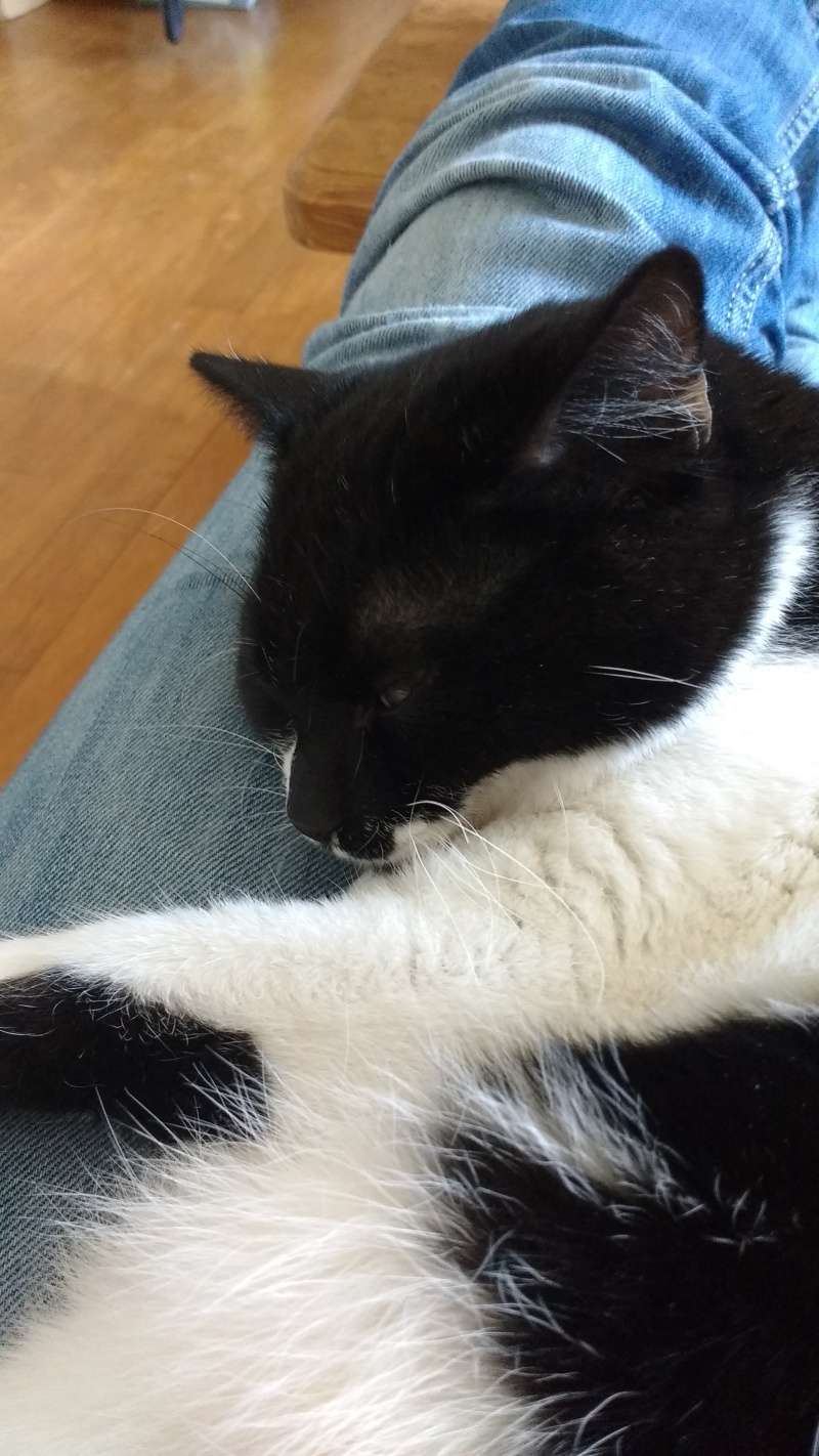 LENOX, chaton européen, noir & blanc, né le 20/10/15 Img_2015