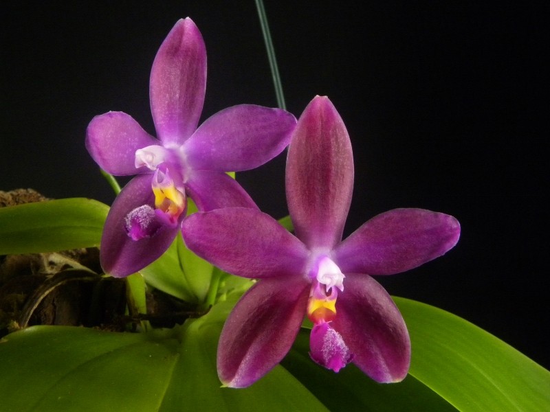 Phalaenopsis tetraspis x violacea (Jennifer Palermo) oder Phal. speciosa x violacea (Germaine Vincent) - Seite 2 Nr_44214