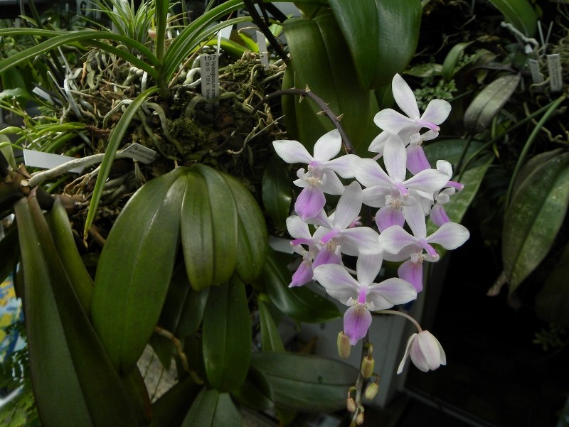 Phalaenopsis lindenii x equestris (Venus) Nr_55511